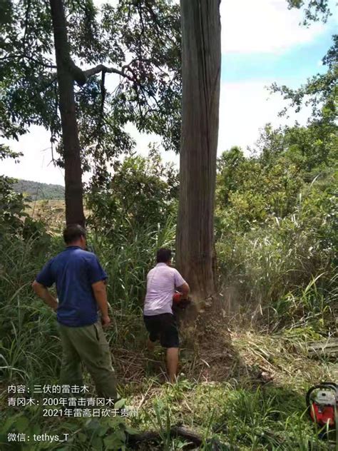 雷擊木忌諱|雷击木最详细的科普帖看这一篇就够了。